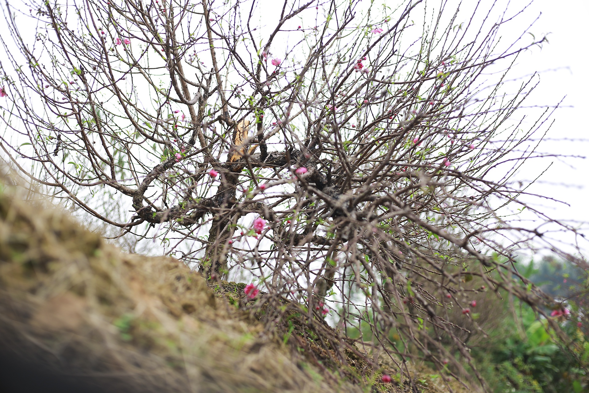 dao bi ke gian chat pha anh 3