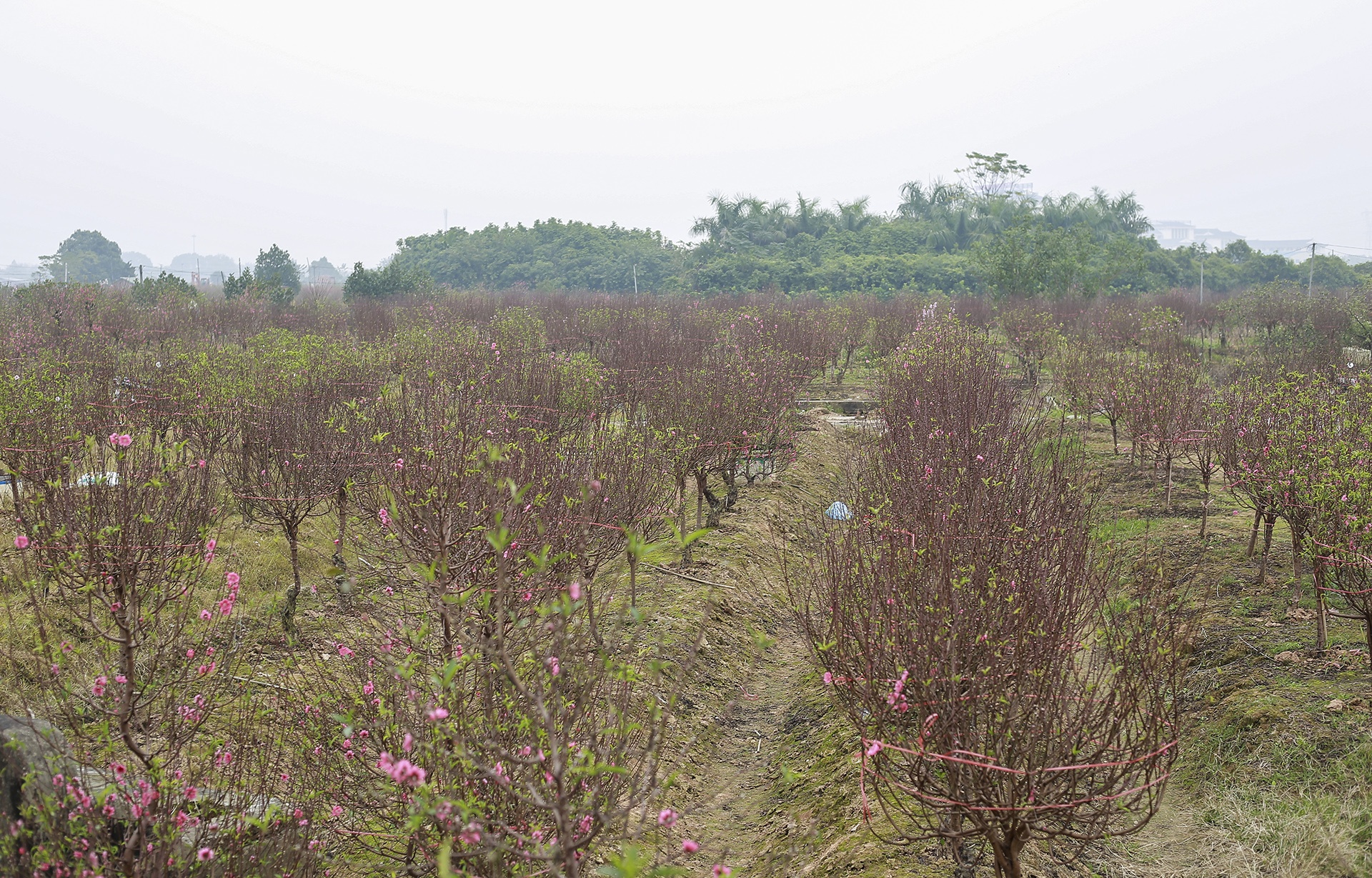 dao bi ke gian chat pha anh 1