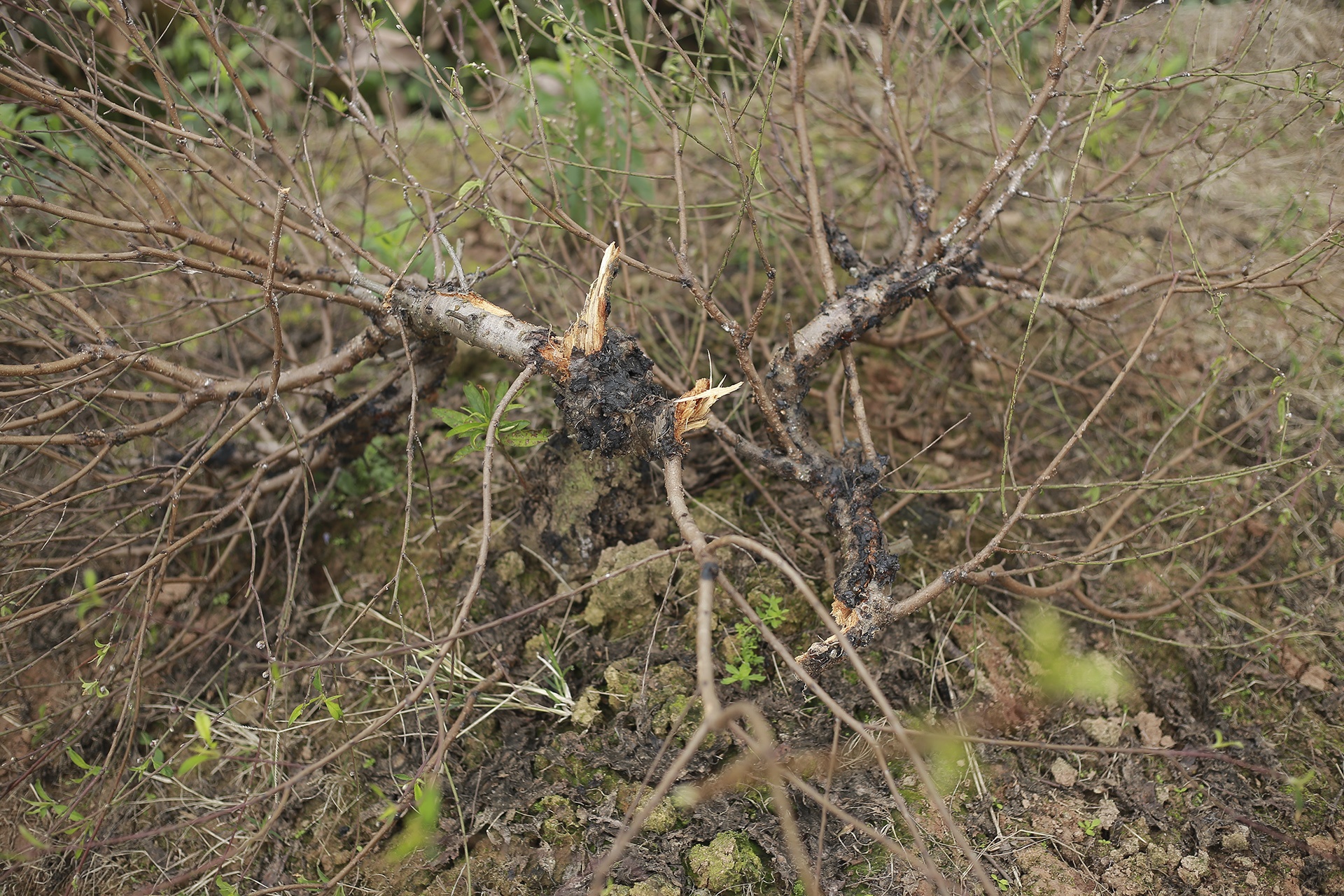 dao bi ke gian chat pha anh 5