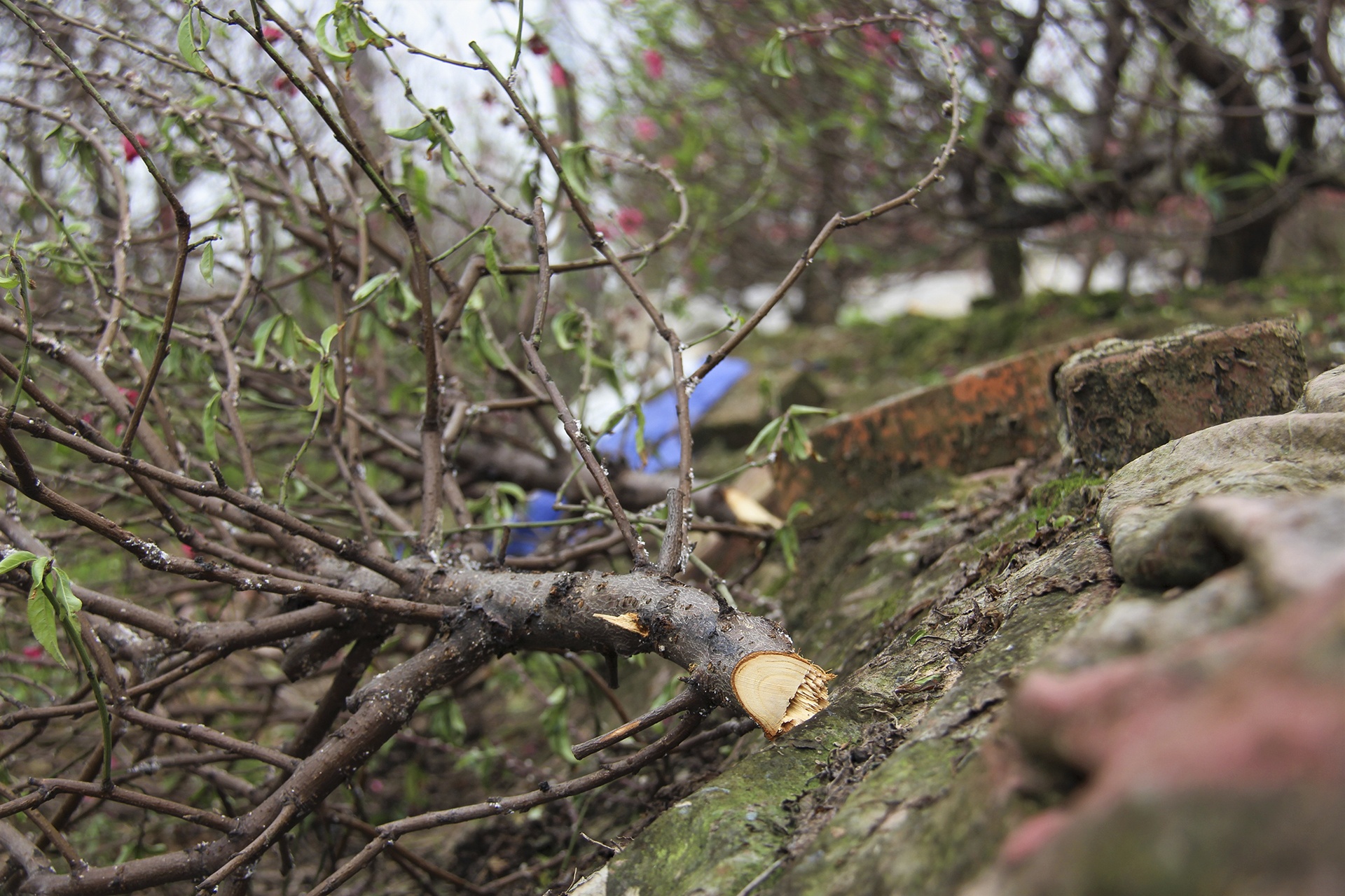 dao bi ke gian chat pha anh 7