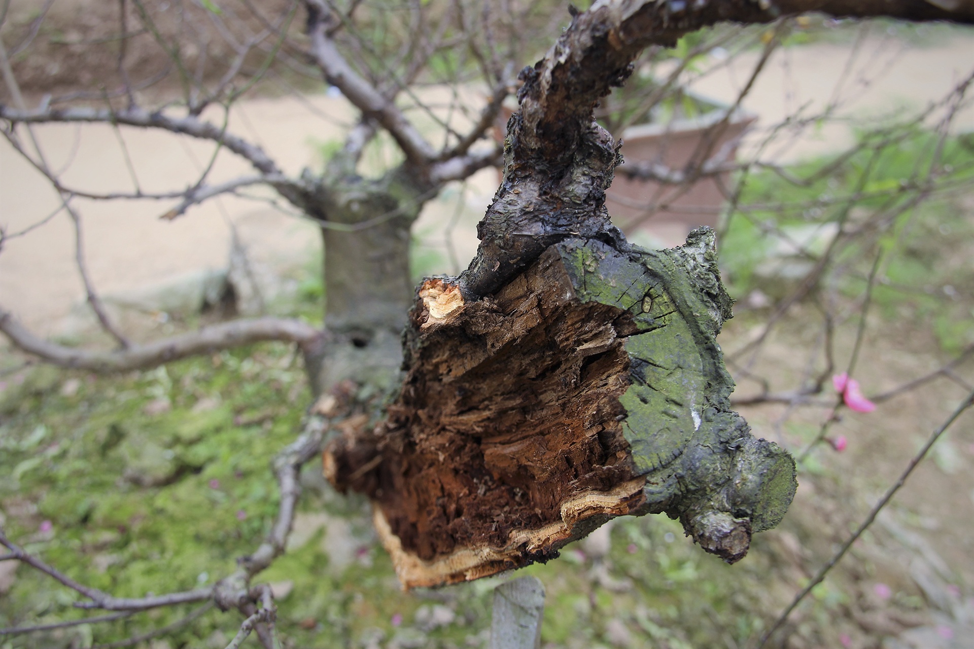 Chat pha dao Bac Ninh anh 2