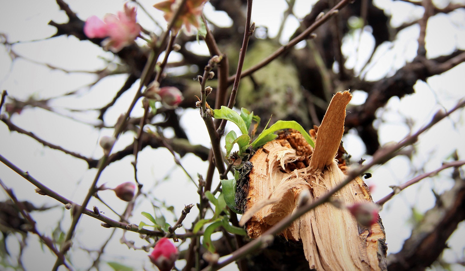 Ke xau chat ha hang tram goc dao cua nguoi dan trong dem hinh anh