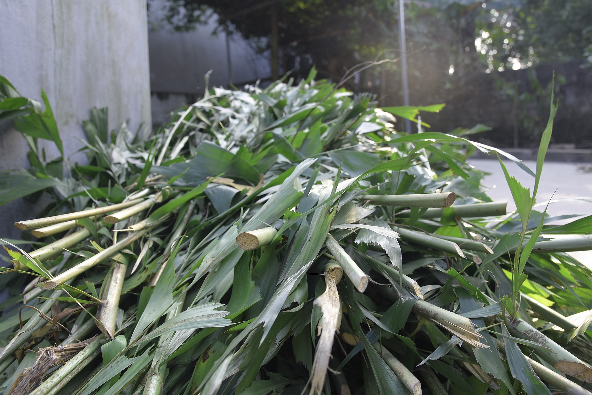 Cây nêu ngày Tết ảnh 3 Cay neu ngay Tet anh 3