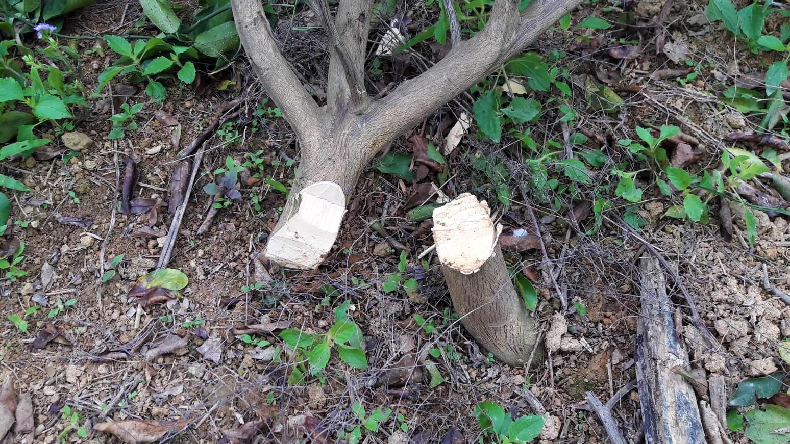 truy tim ke chat cam cua dan anh 2