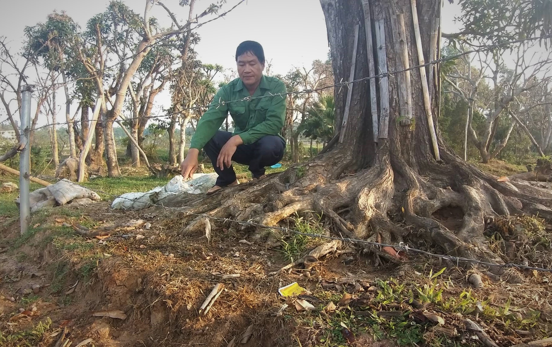 ke xau do muoi vao cay canh anh 2