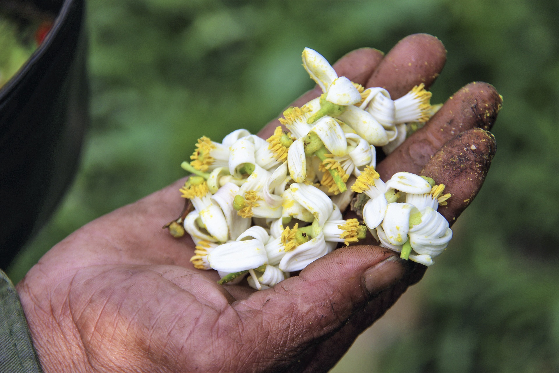 thụ phấn cho bưởi phúc trạch ảnh 5 thu phan cho buoi phuc trach anh 5