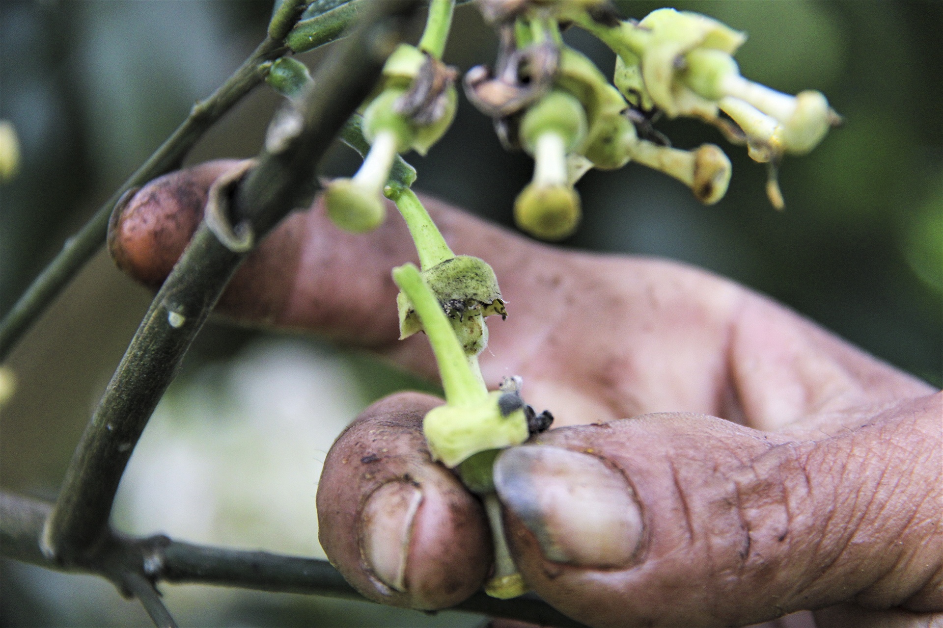 thụ phấn cho bưởi phúc trạch ảnh 11 thu phan cho buoi phuc trach anh 11