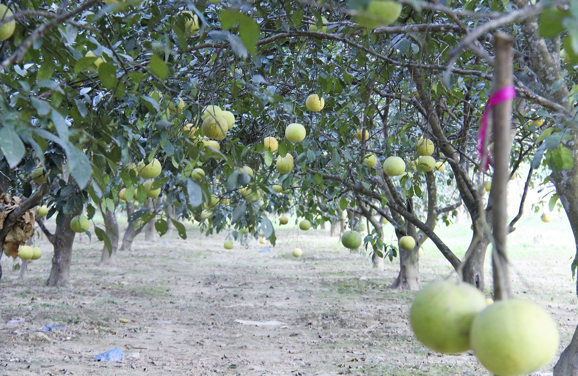 thụ phấn cho bưởi phúc trạch ảnh 1 thu phan cho buoi phuc trach anh 1