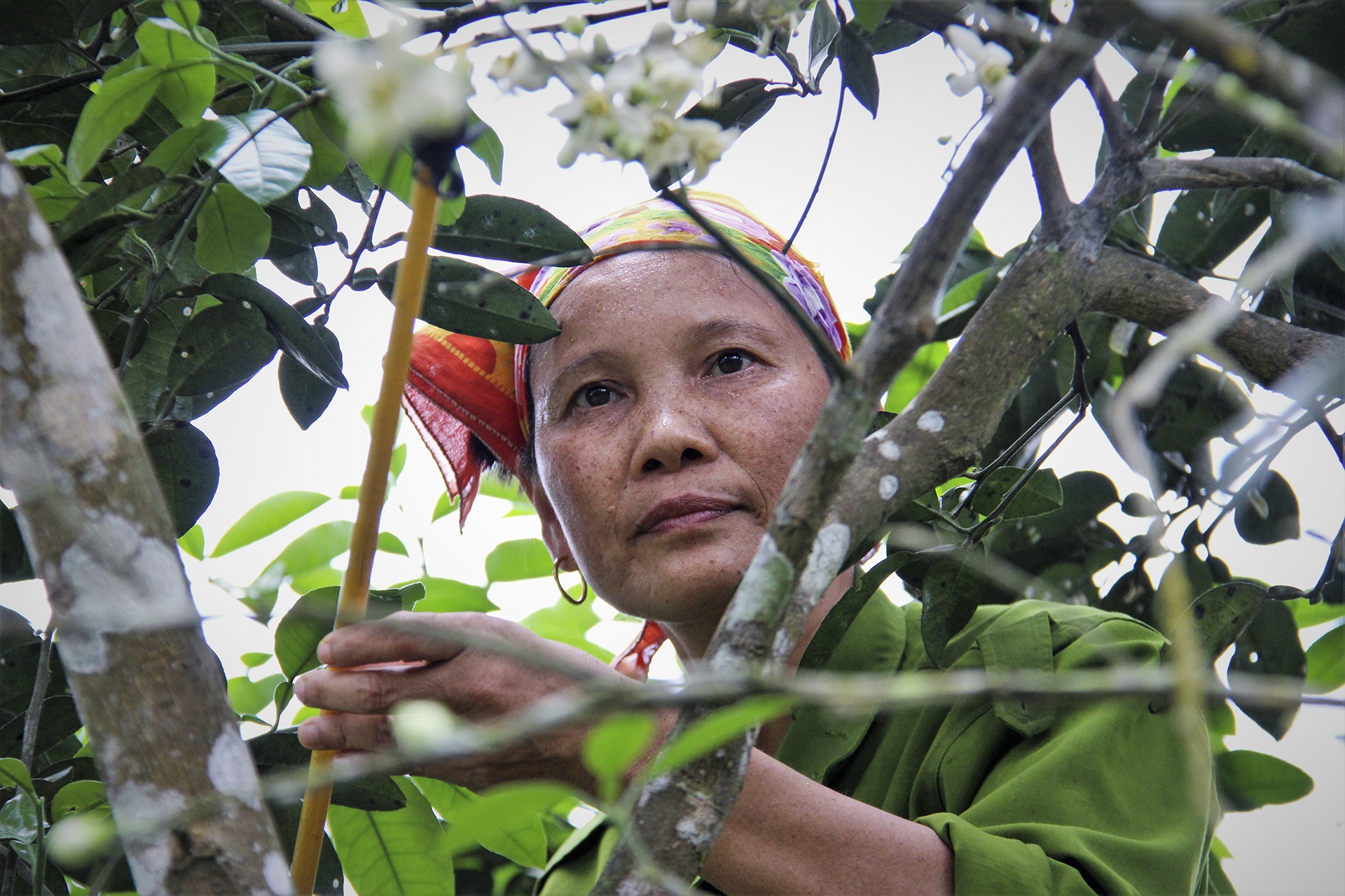 thụ phấn cho bưởi phúc trạch ảnh 4 thu phan cho buoi phuc trach anh 4