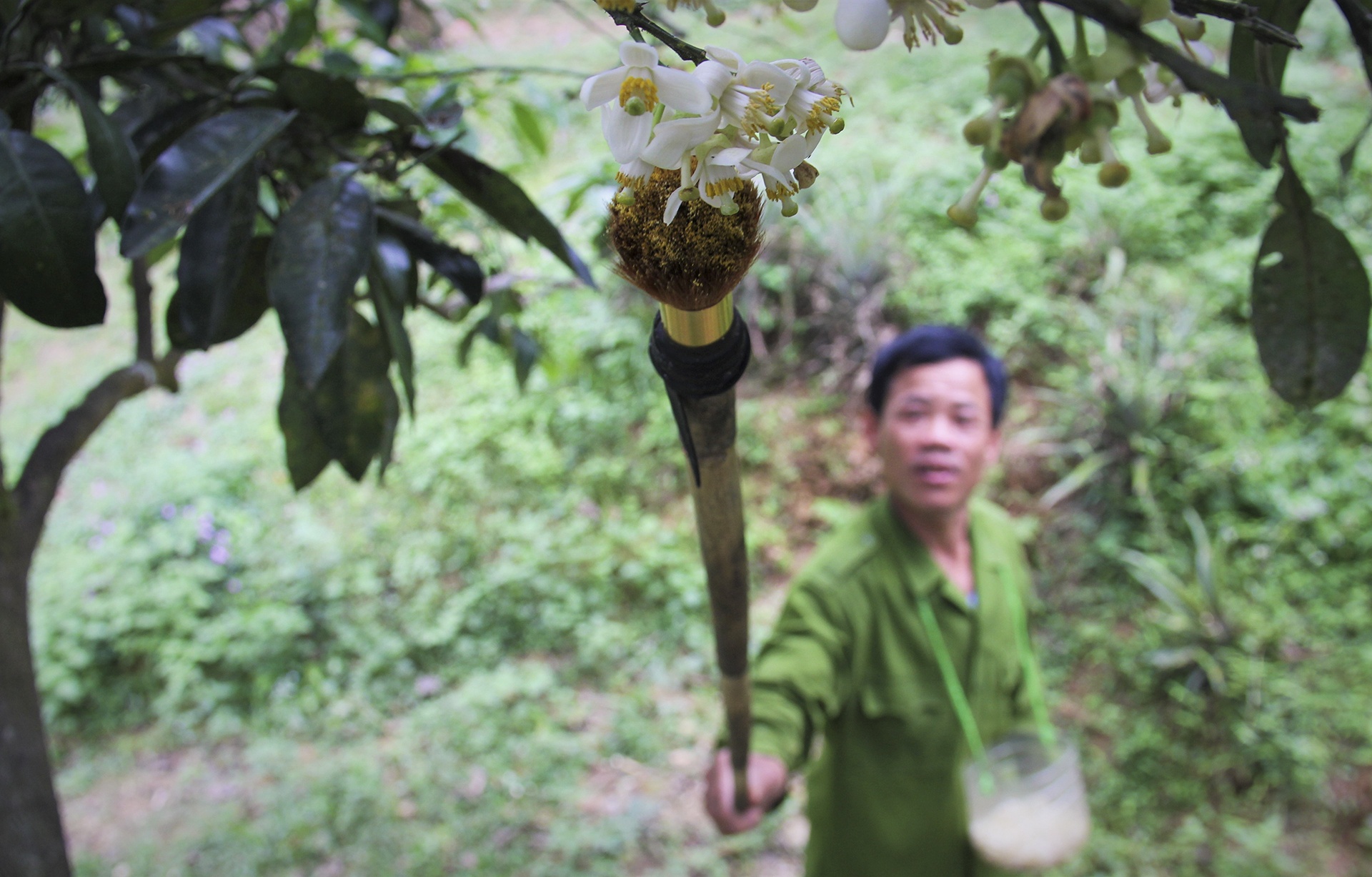 thụ phấn cho bưởi phúc trạch ảnh 3 thu phan cho buoi phuc trach anh 3