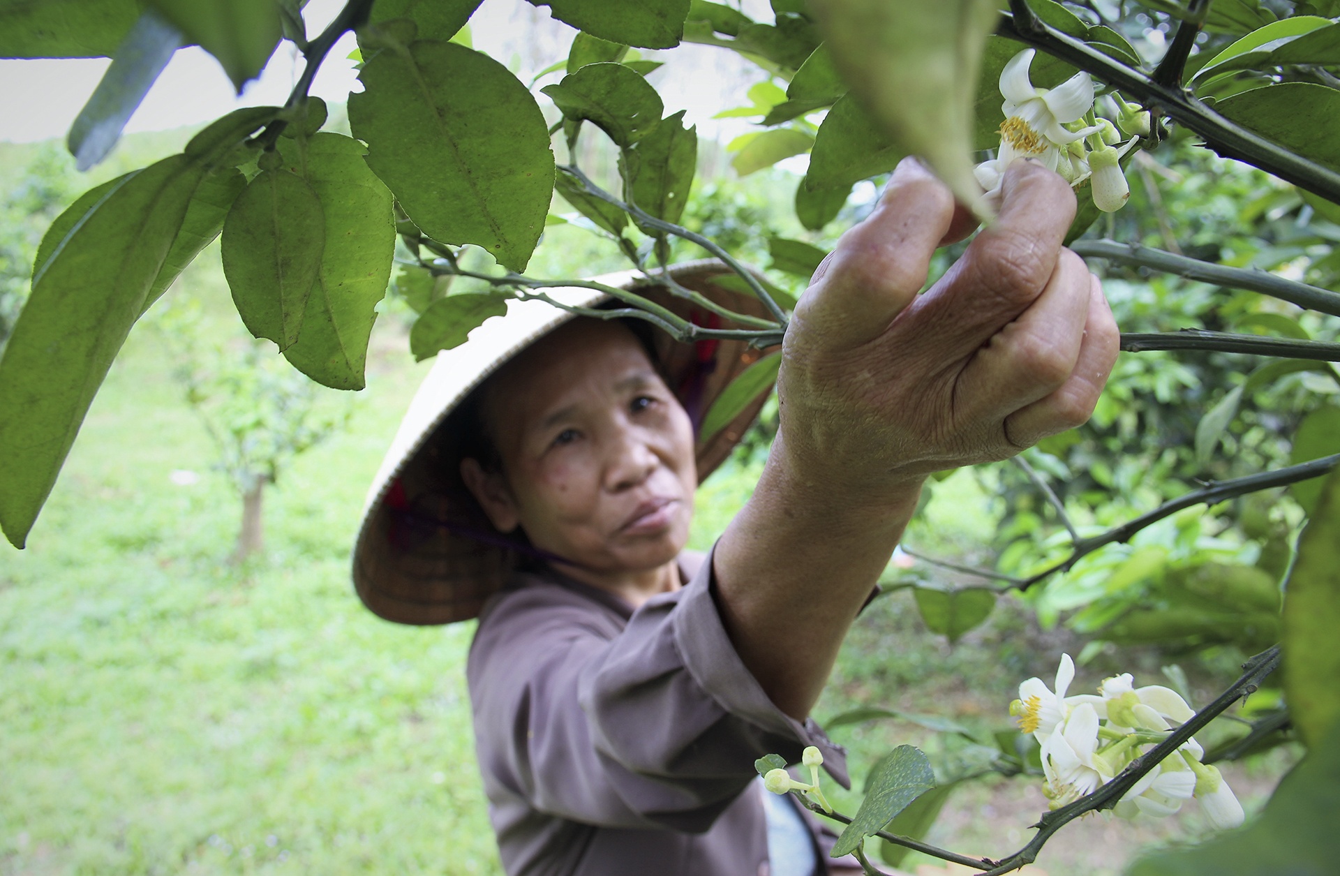 thụ phấn cho bưởi phúc trạch ảnh 6 thu phan cho buoi phuc trach anh 6