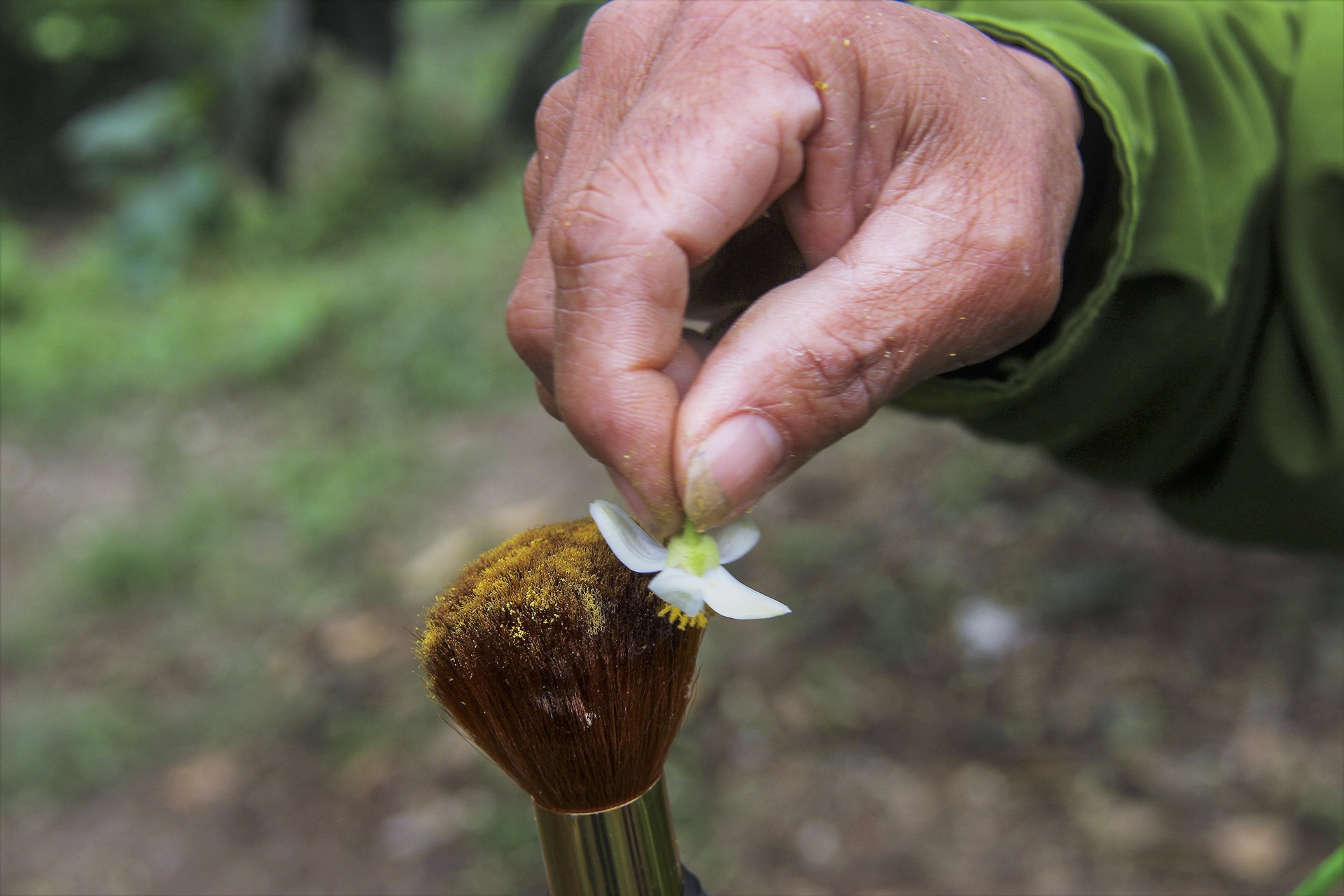thụ phấn cho bưởi phúc trạch ảnh 9 thu phan cho buoi phuc trach anh 9