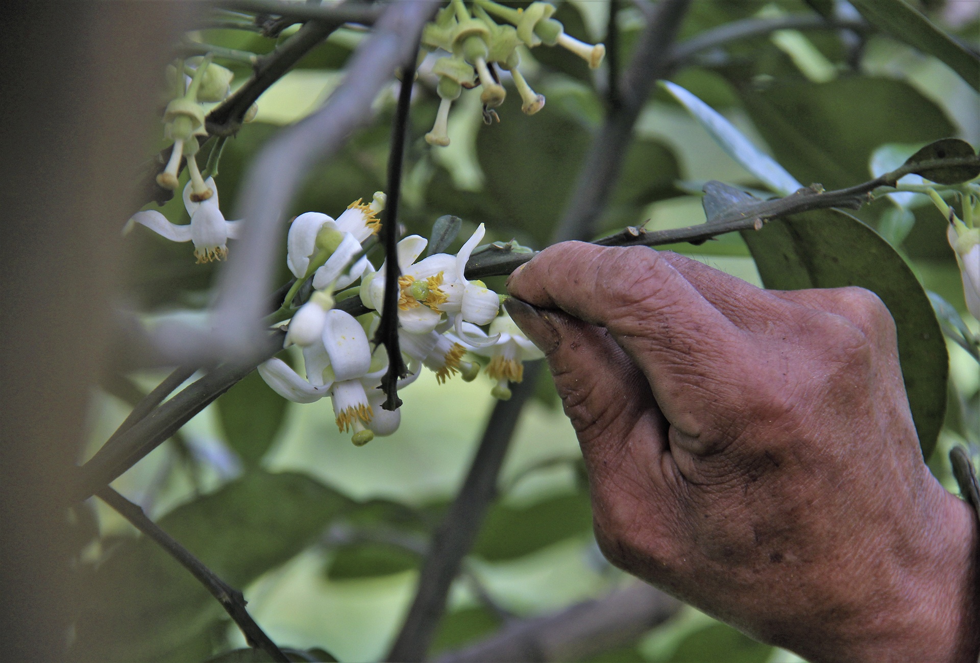 thụ phấn cho bưởi phúc trạch ảnh 7 thu phan cho buoi phuc trach anh 7