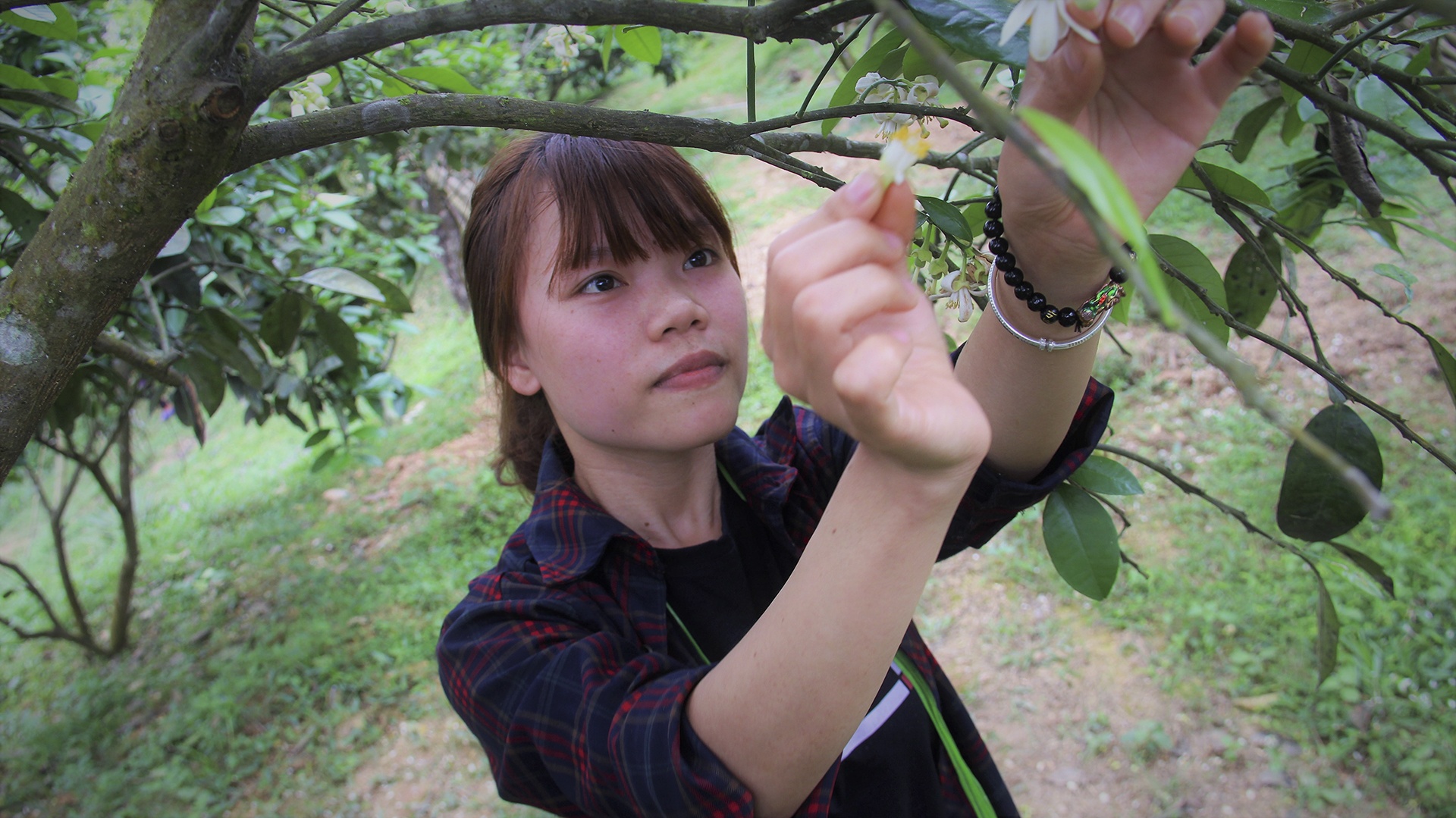 thụ phấn cho bưởi phúc trạch ảnh 10 thu phan cho buoi phuc trach anh 10