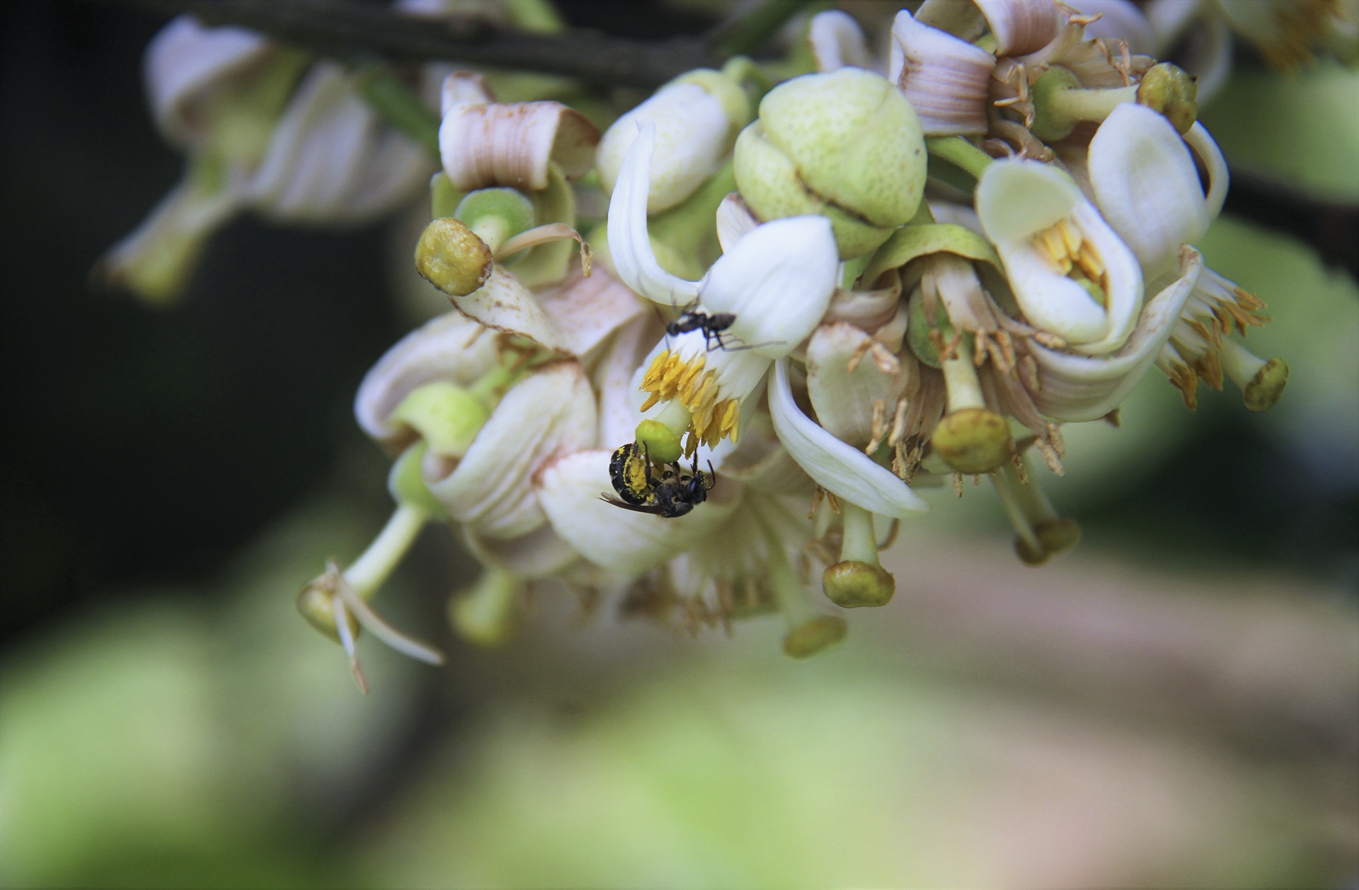 thụ phấn cho bưởi phúc trạch ảnh 2 thu phan cho buoi phuc trach anh 2