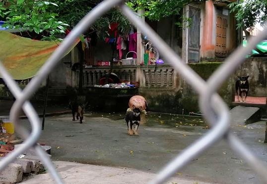 'So phan' cua dan cho du sau khi can chet be trai 7 tuoi hinh anh