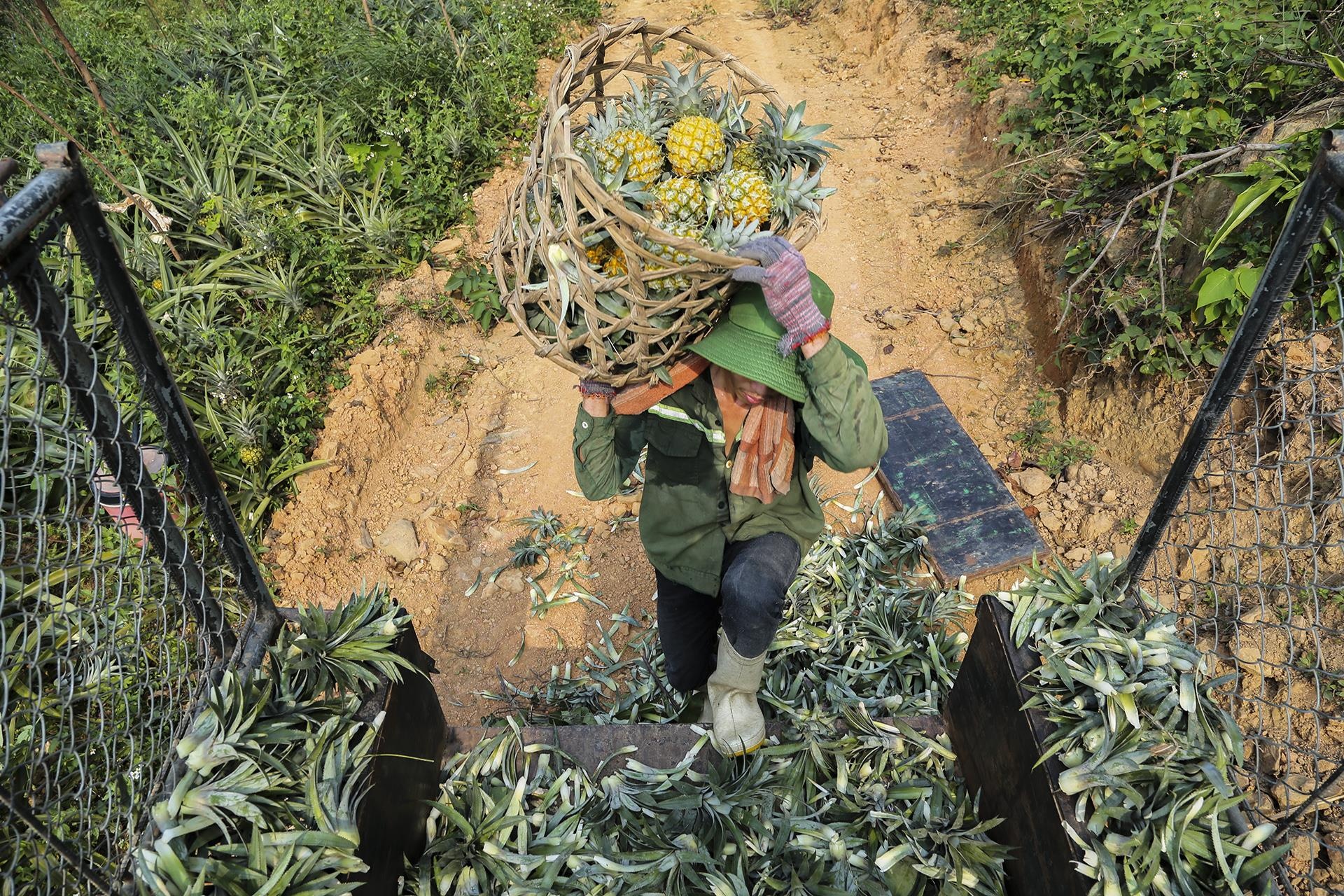 Dan lo lo nang vi dua duoc mua nhung rot gia hinh anh