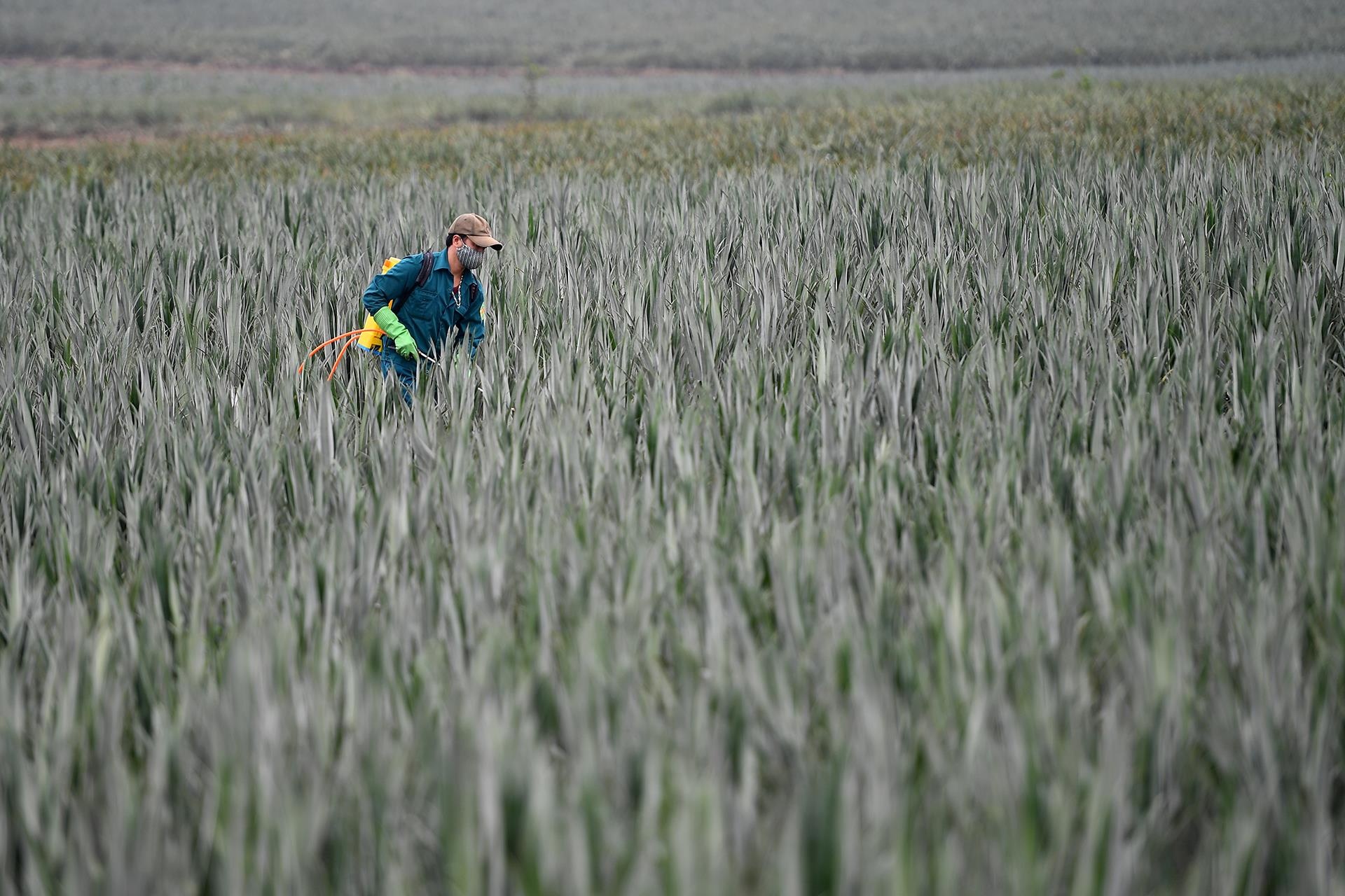 thu hoach dua go von anh 2