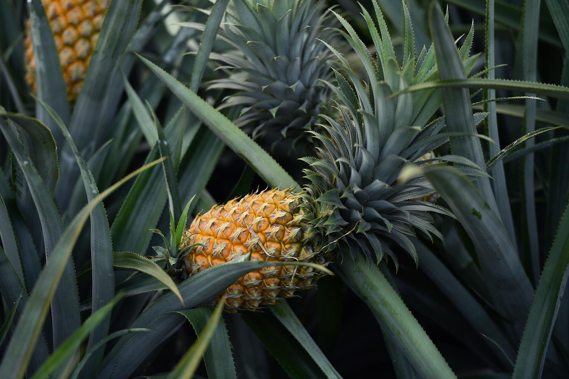 thu hoach dua go von anh 8