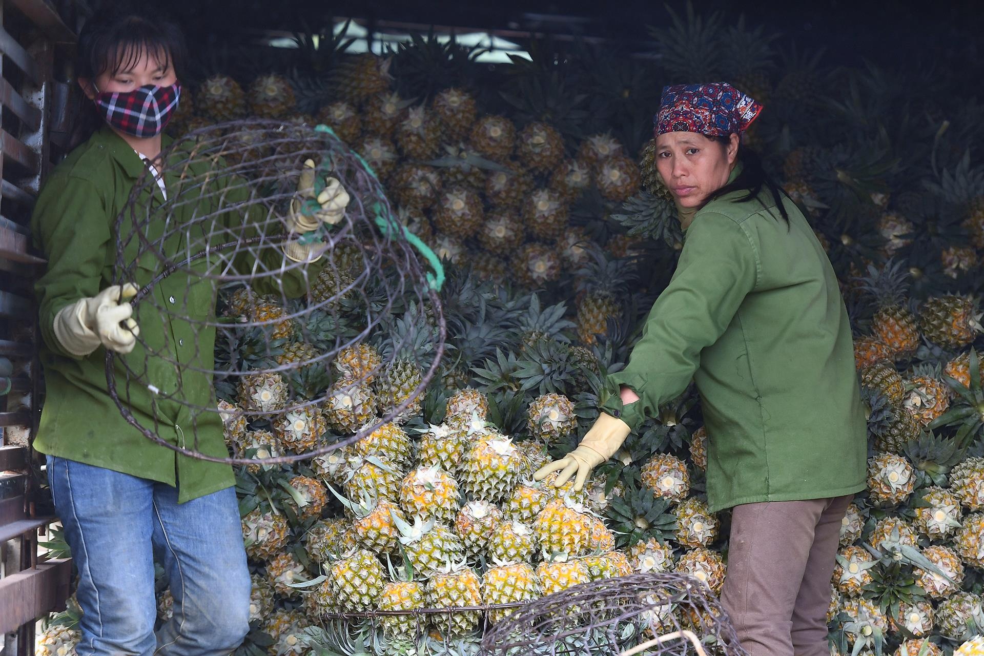 thu hoach dua go von anh 5