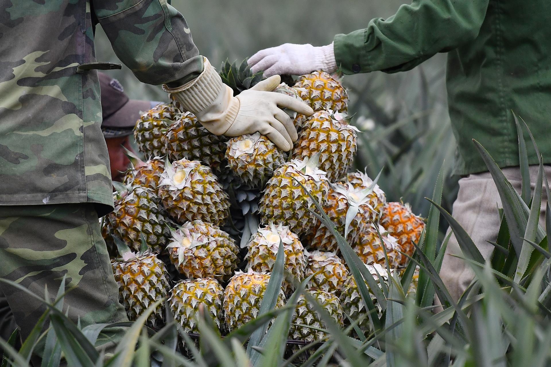 thu hoach dua go von anh 10