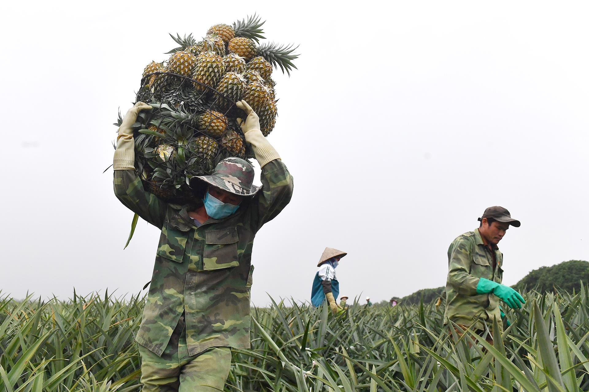 thu hoach dua go von anh 6