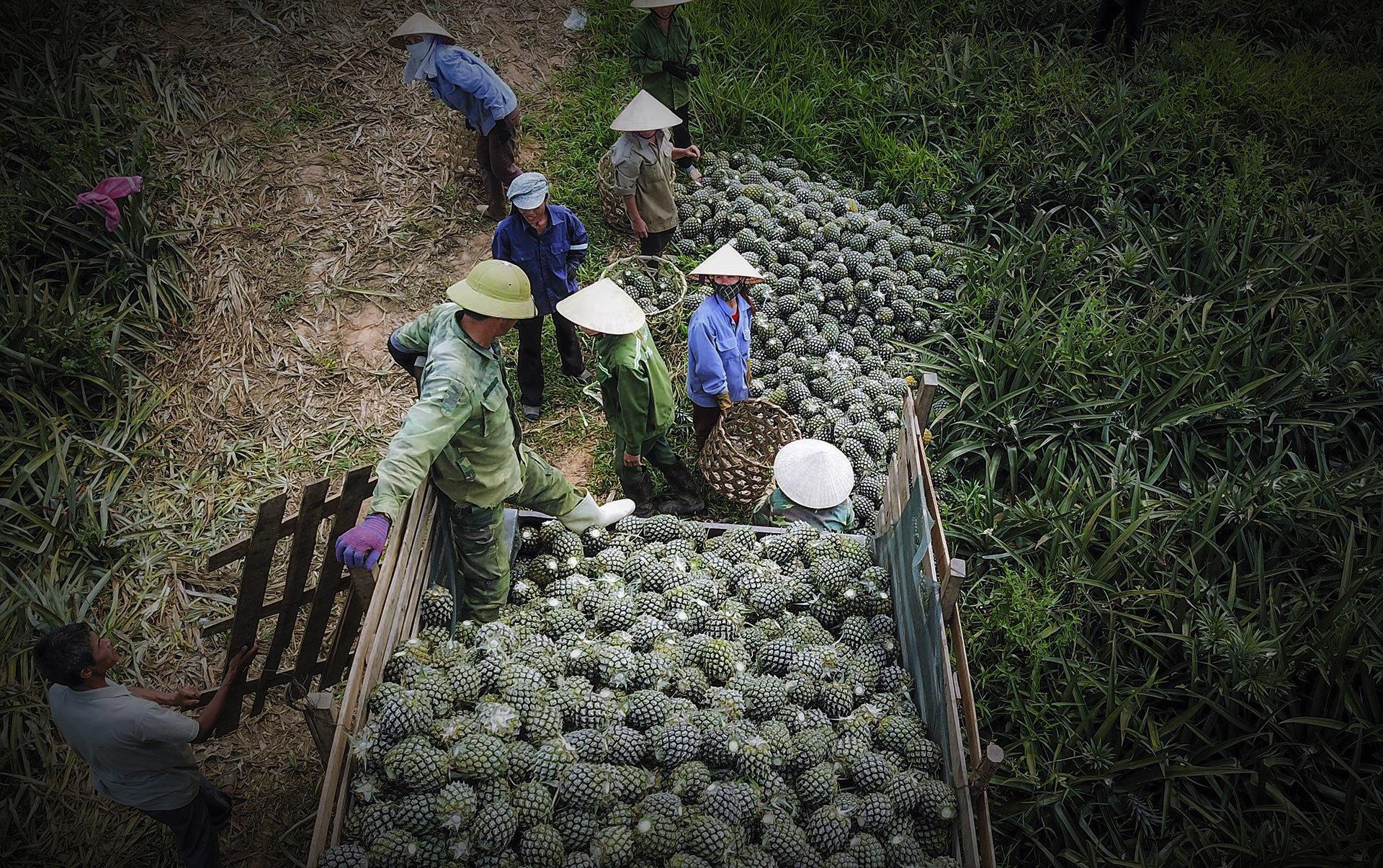 thu hoach dua go von anh 3