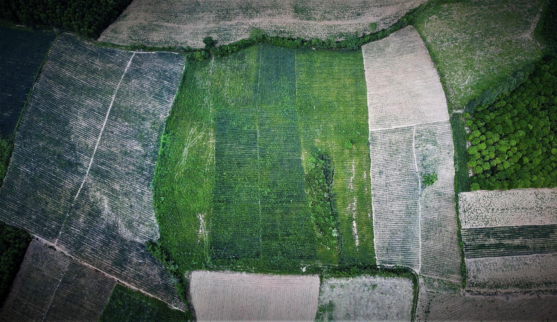 thu hoach dua go von anh 1