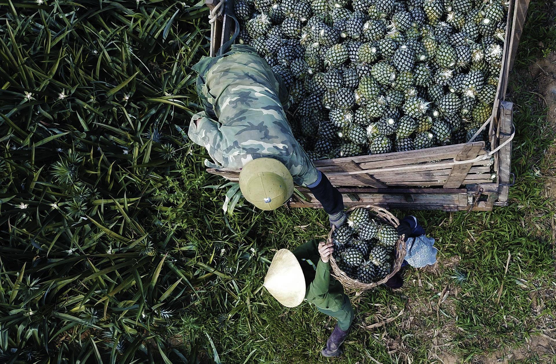 thu hoach dua go von anh 4