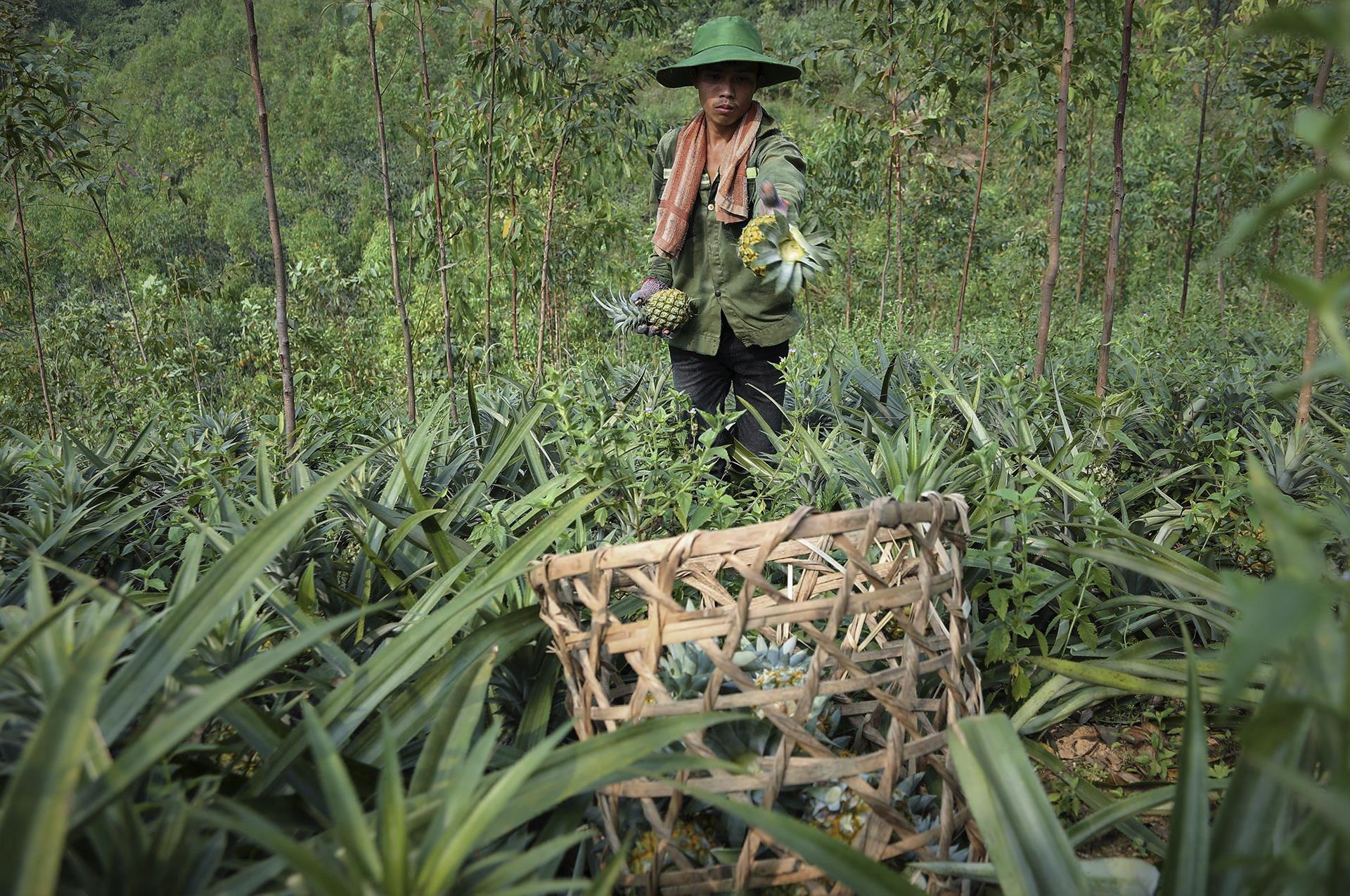 thu hoach dua go von anh 7