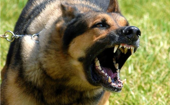 Cho becgie tan cong be trai 4 tuoi den rach dau hinh anh