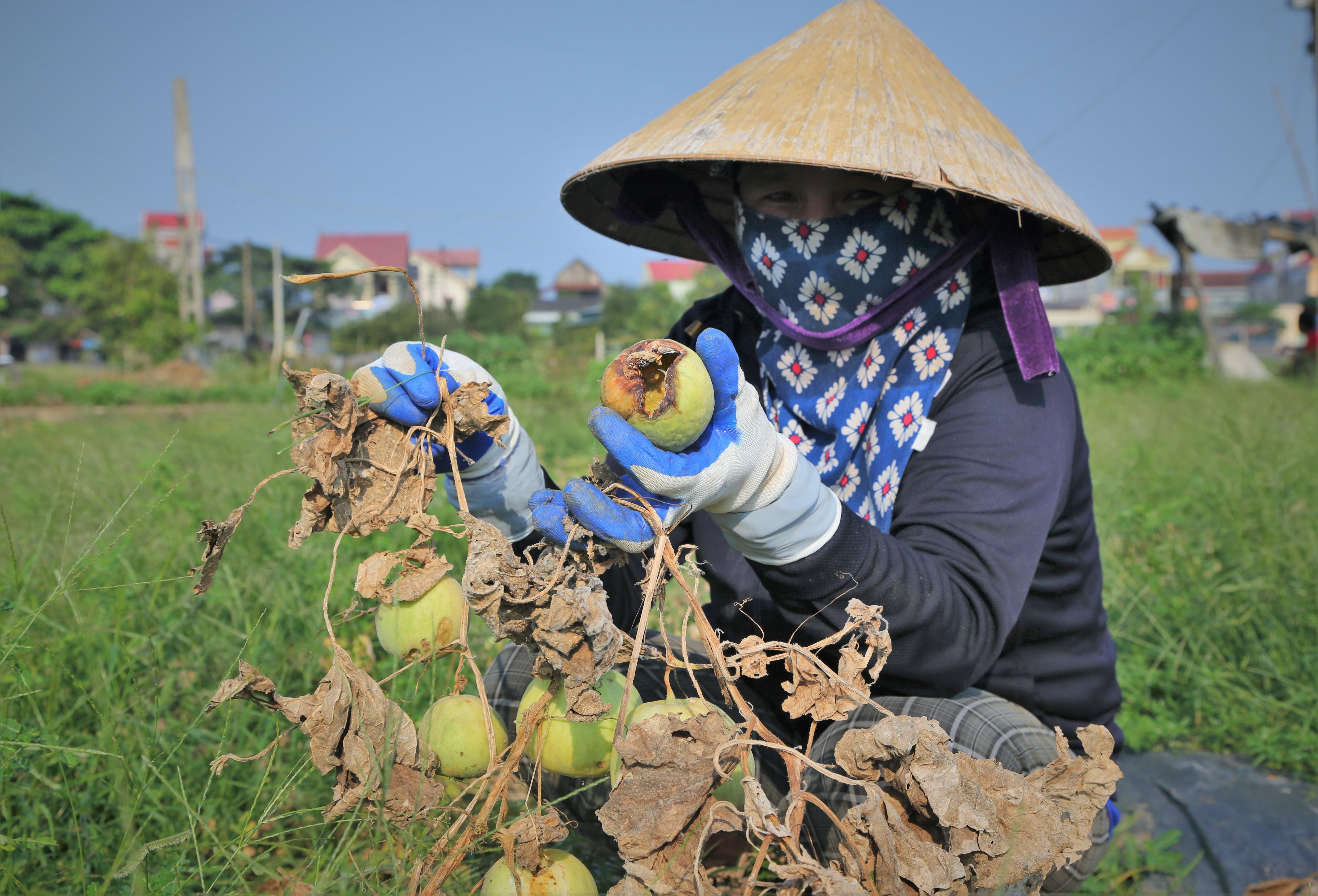 Dan meo mat nhin dua chet heo giua dong hinh anh