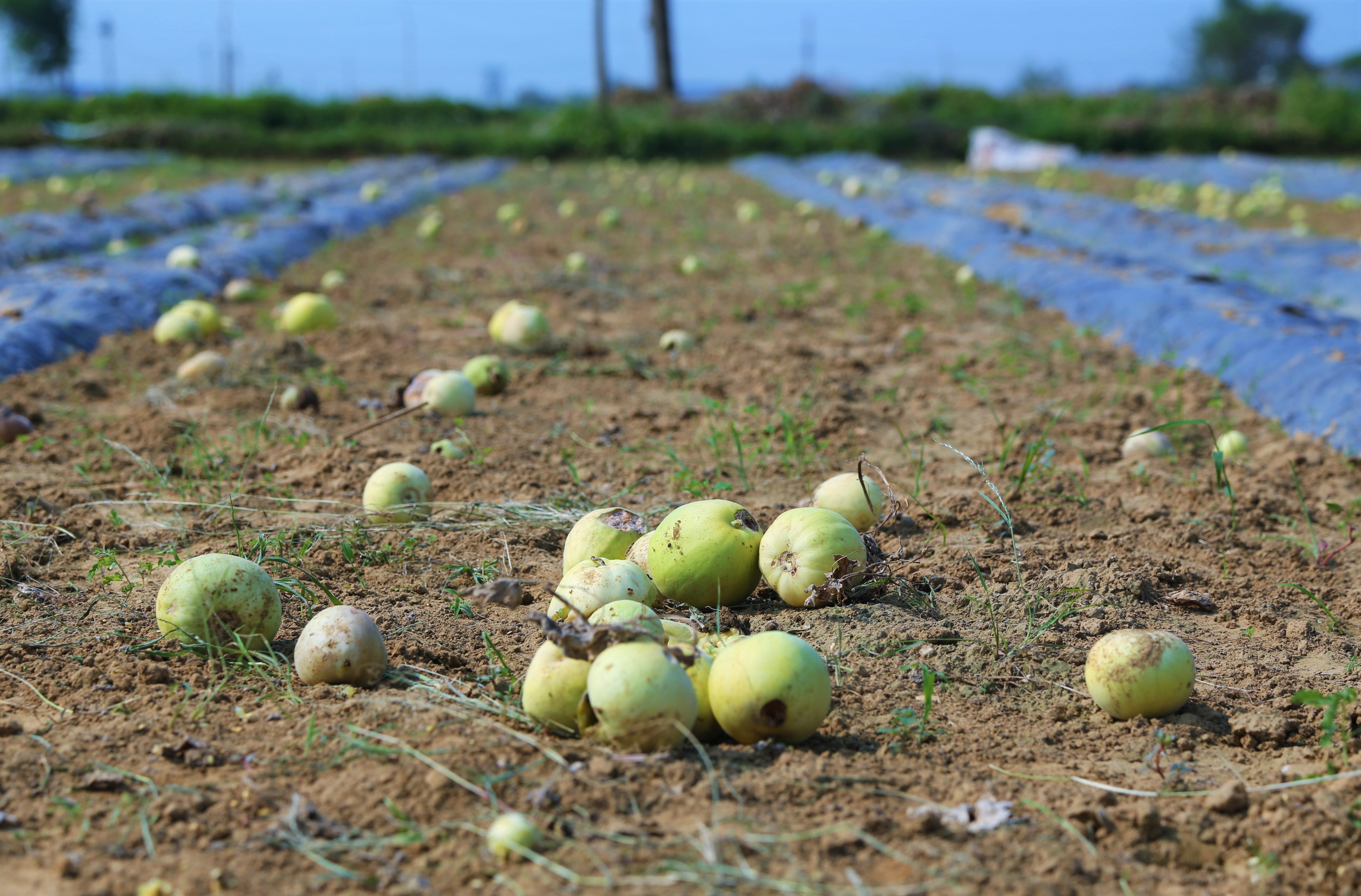 Nguoi trong dua roi nuoc mat nhin dua heo qua do sau benh hinh anh