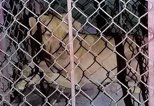 Nu lao cong bi cho lai tan cong den nguy kich hinh anh