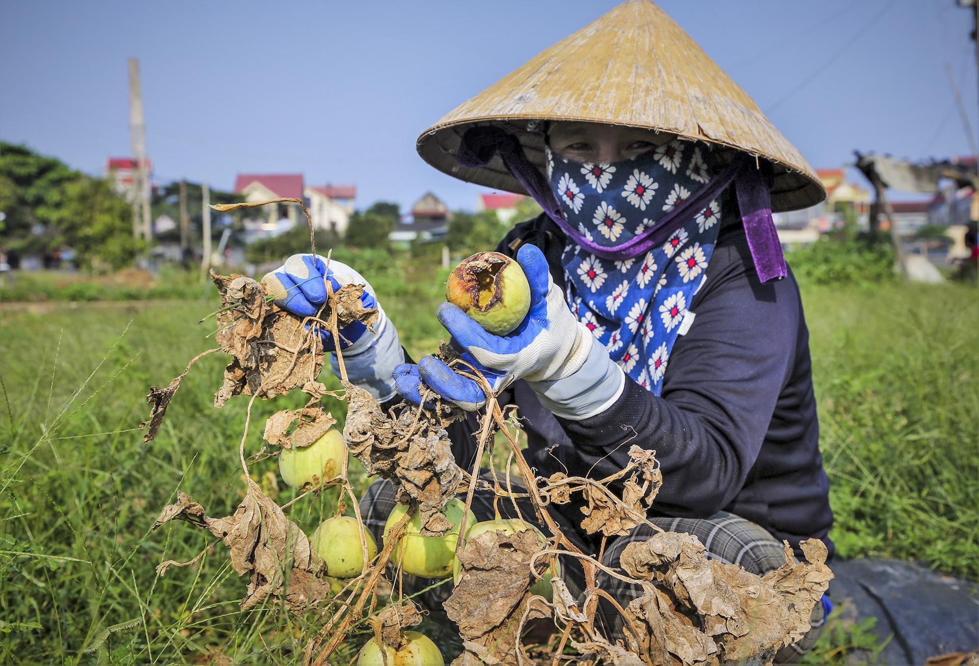 dua le sau benh hu hong anh 7