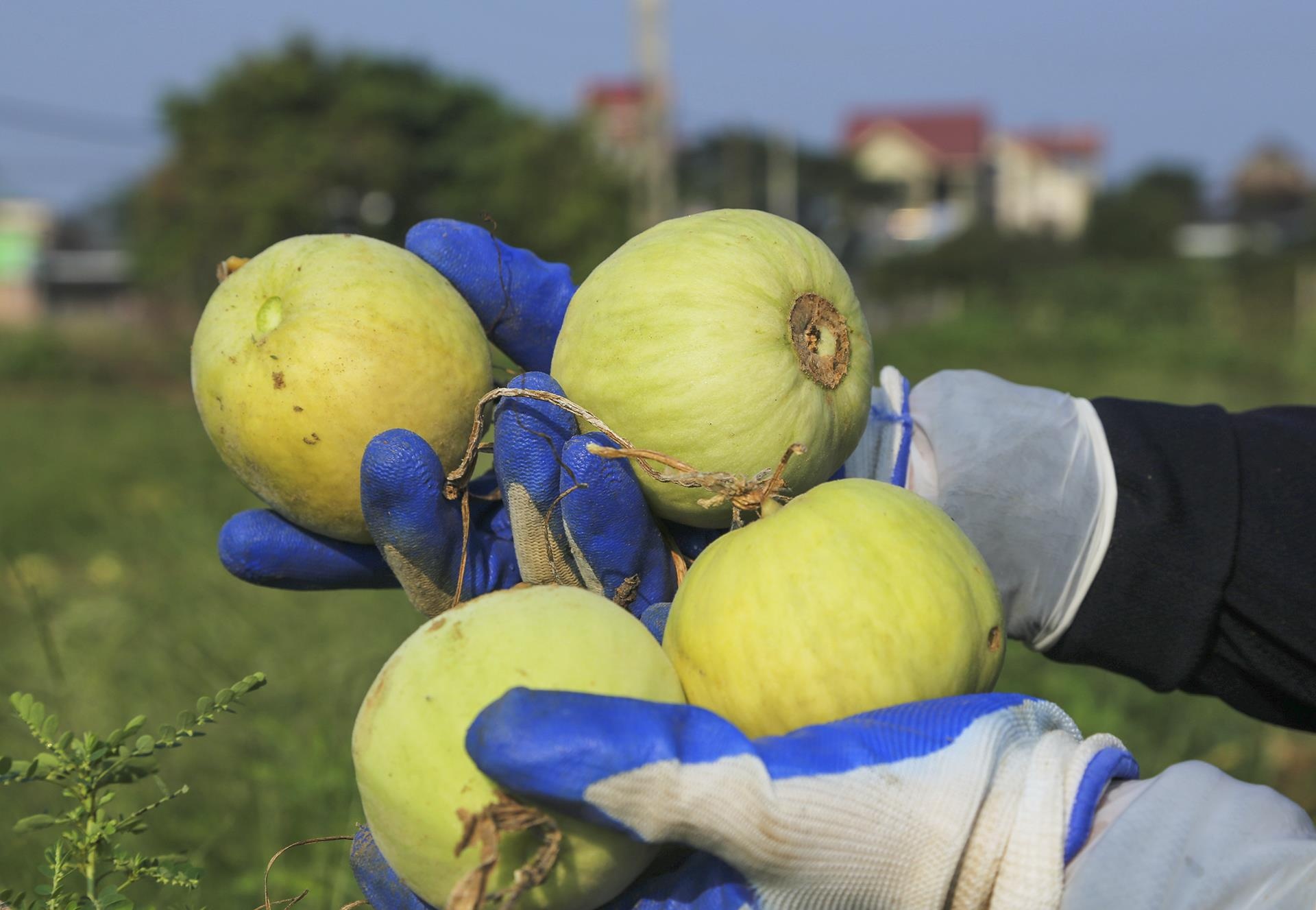 dua le sau benh hu hong anh 8