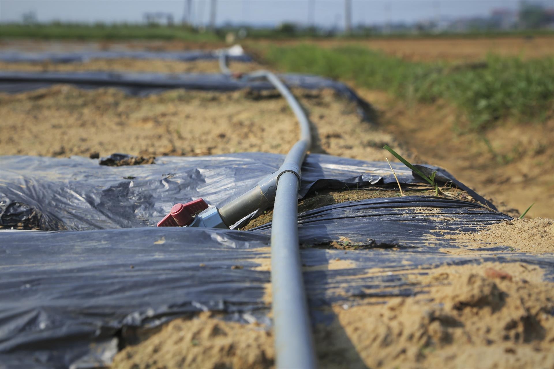 dua le sau benh hu hong anh 10