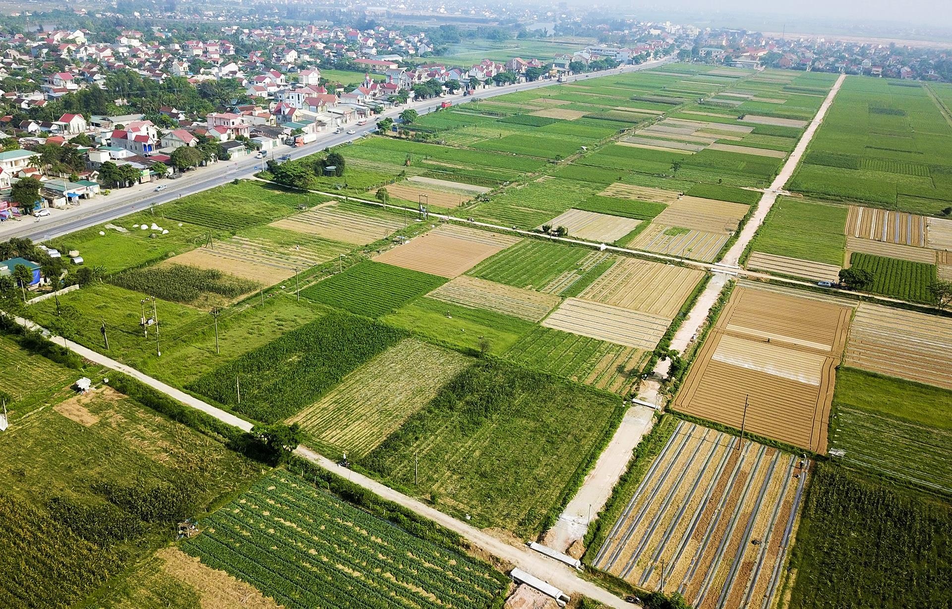 dua le sau benh hu hong anh 1