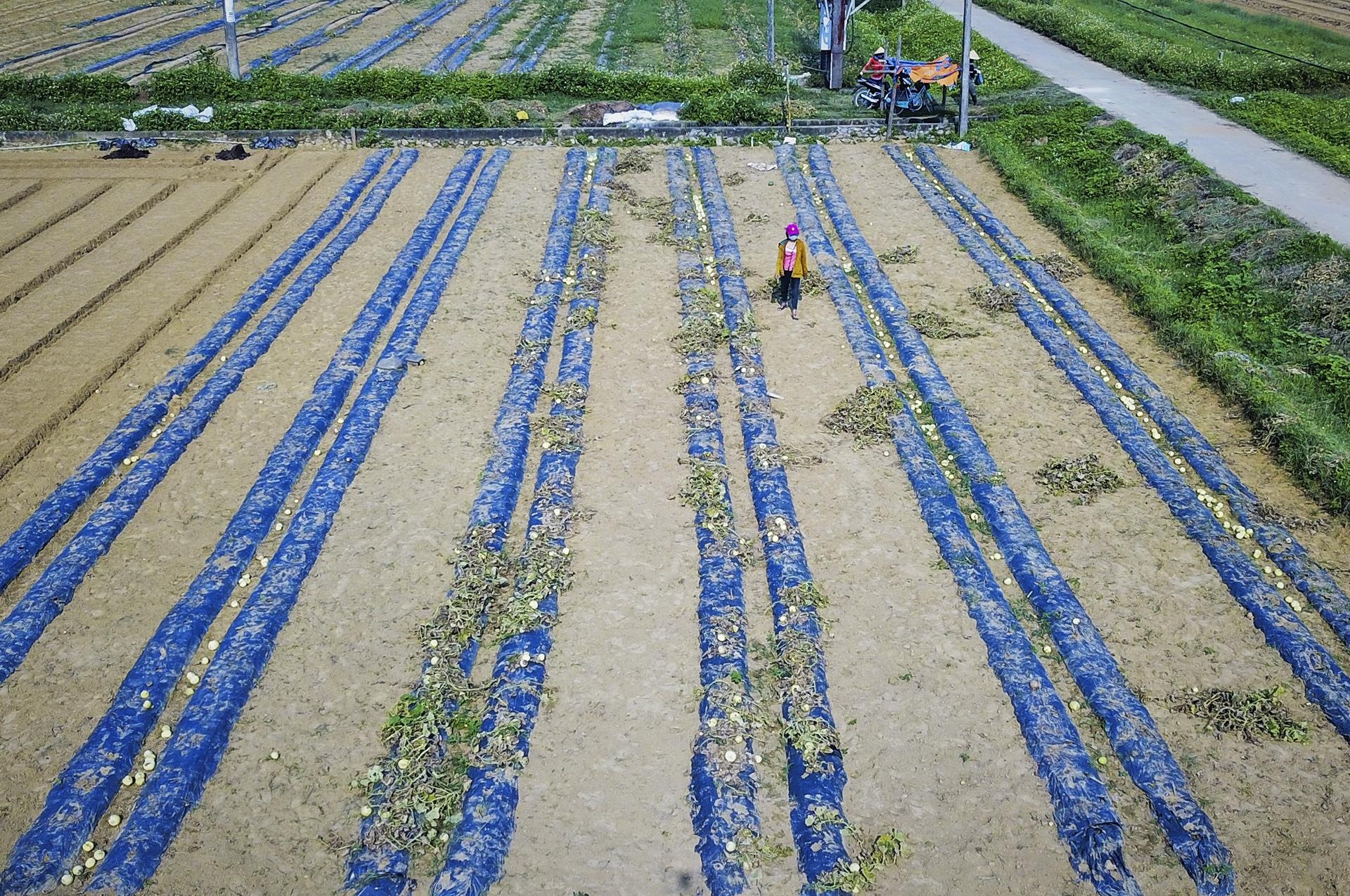 dua le sau benh hu hong anh 2