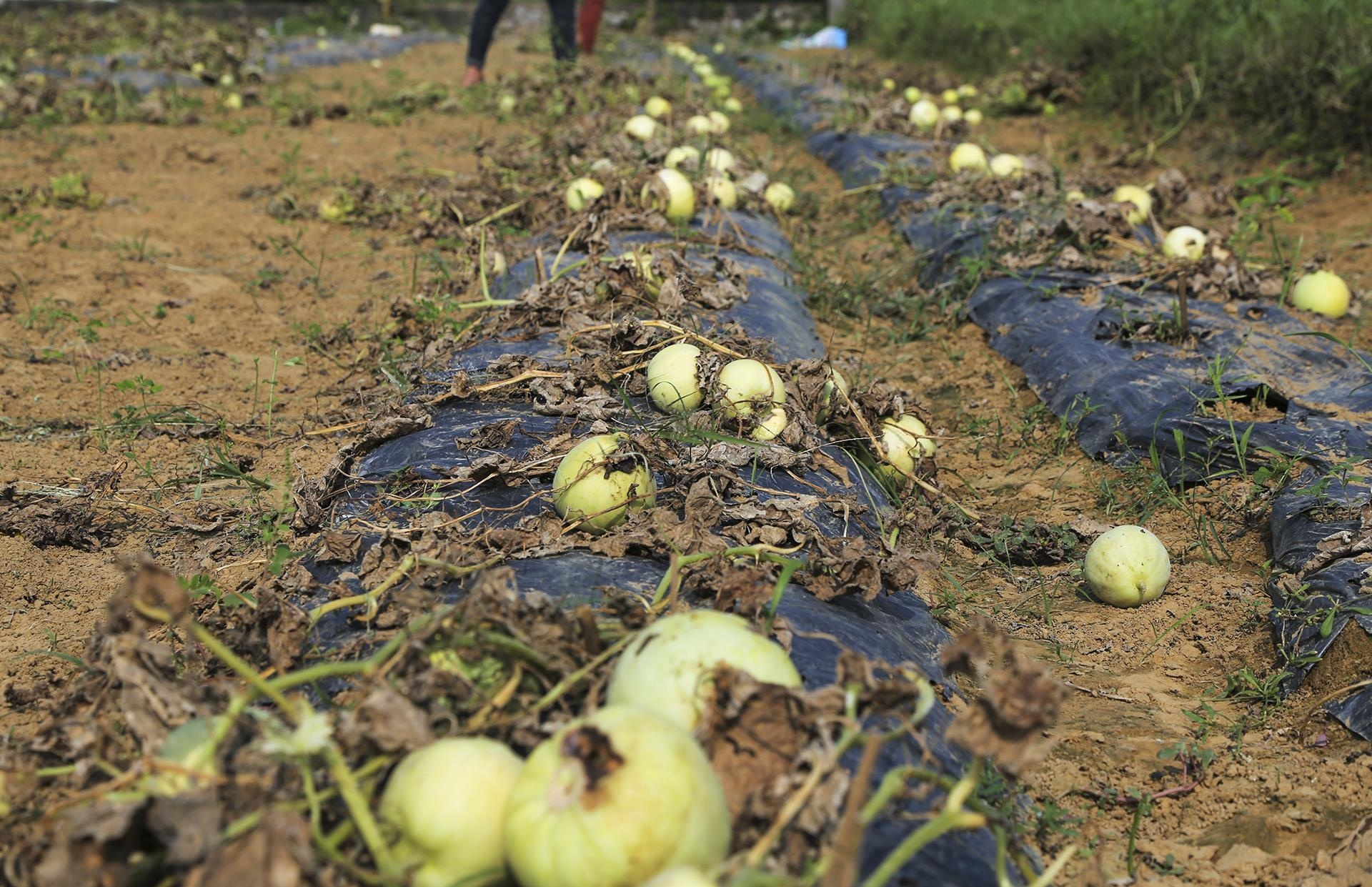 dua le sau benh hu hong anh 3