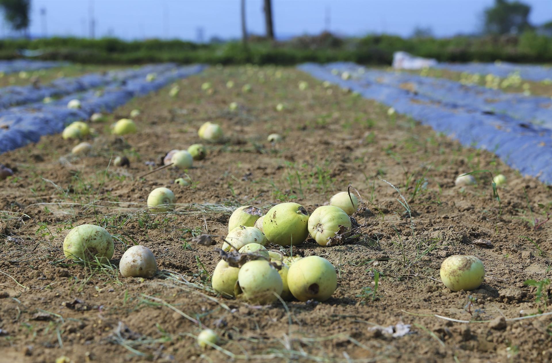 dua le sau benh hu hong anh 6