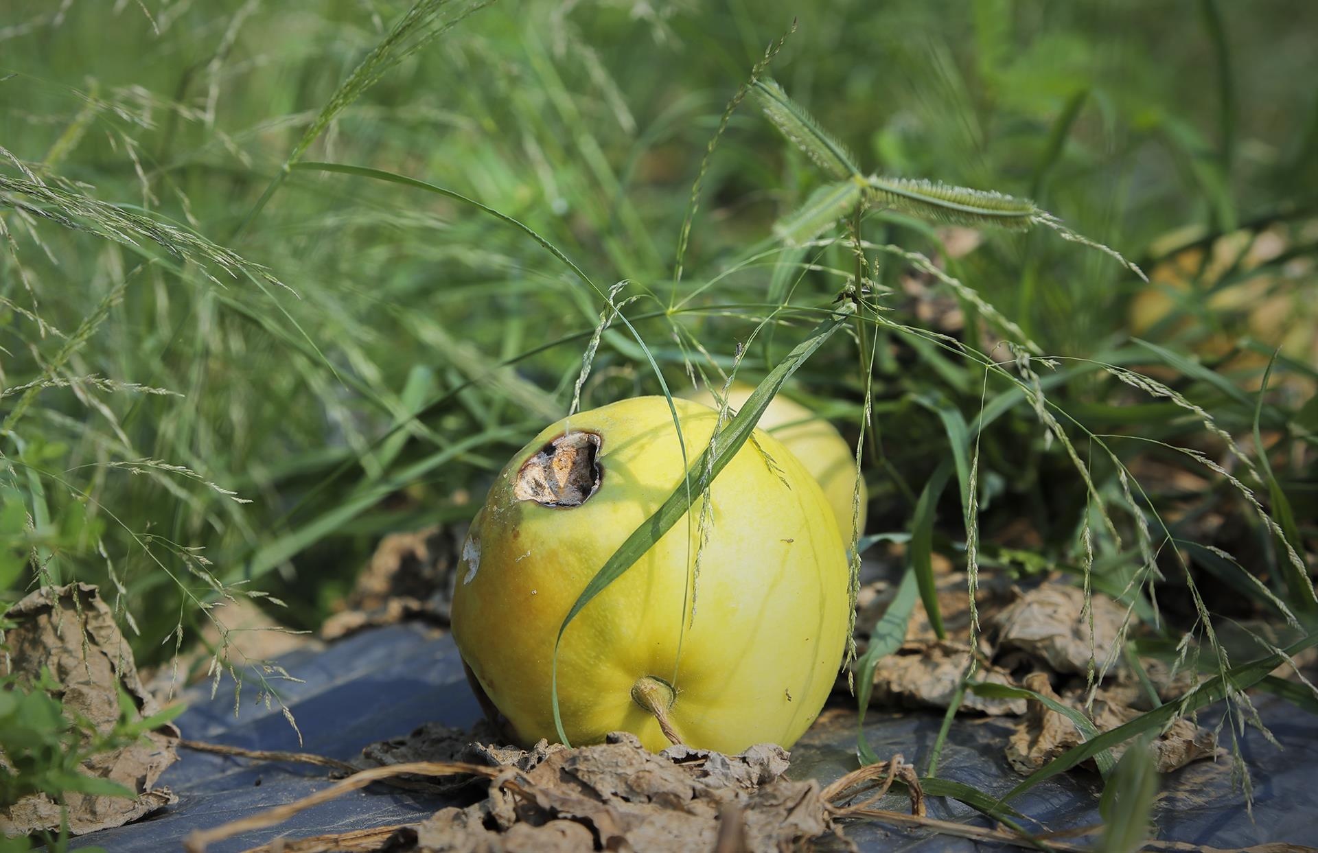 dua le sau benh hu hong anh 4