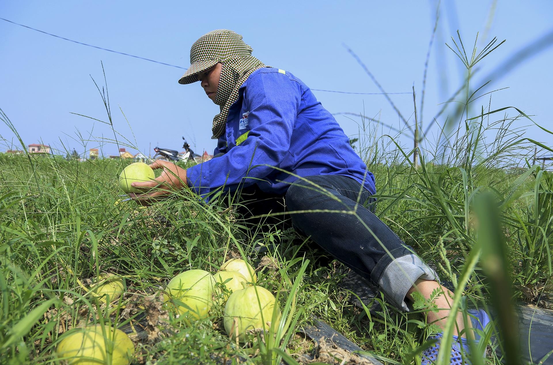 dua le sau benh hu hong anh 5