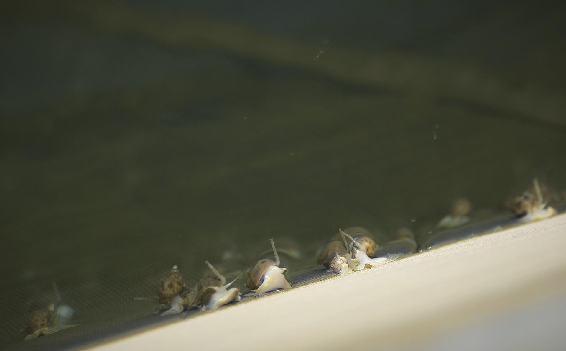 oc chet hang loat khong ro nguyen nhan anh 10