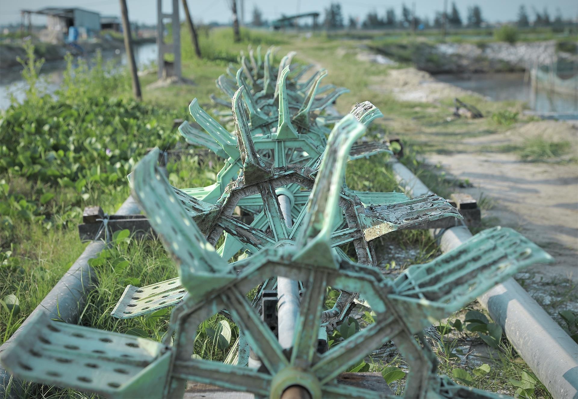 oc chet hang loat khong ro nguyen nhan anh 8