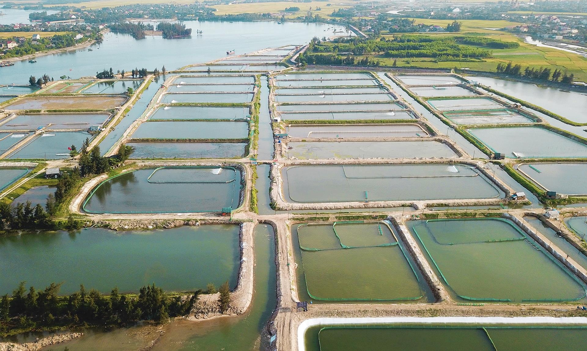 Dan mat tien ty vi oc huong chet day dac ao nuoi hinh anh