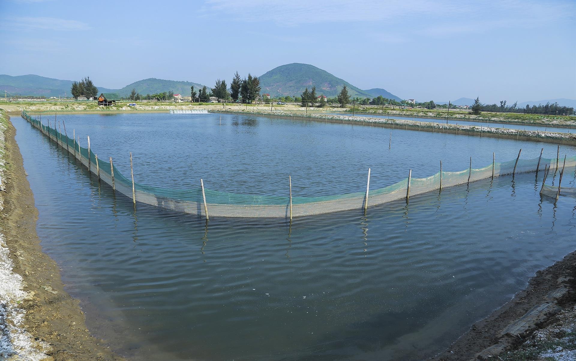 oc chet hang loat khong ro nguyen nhan anh 2