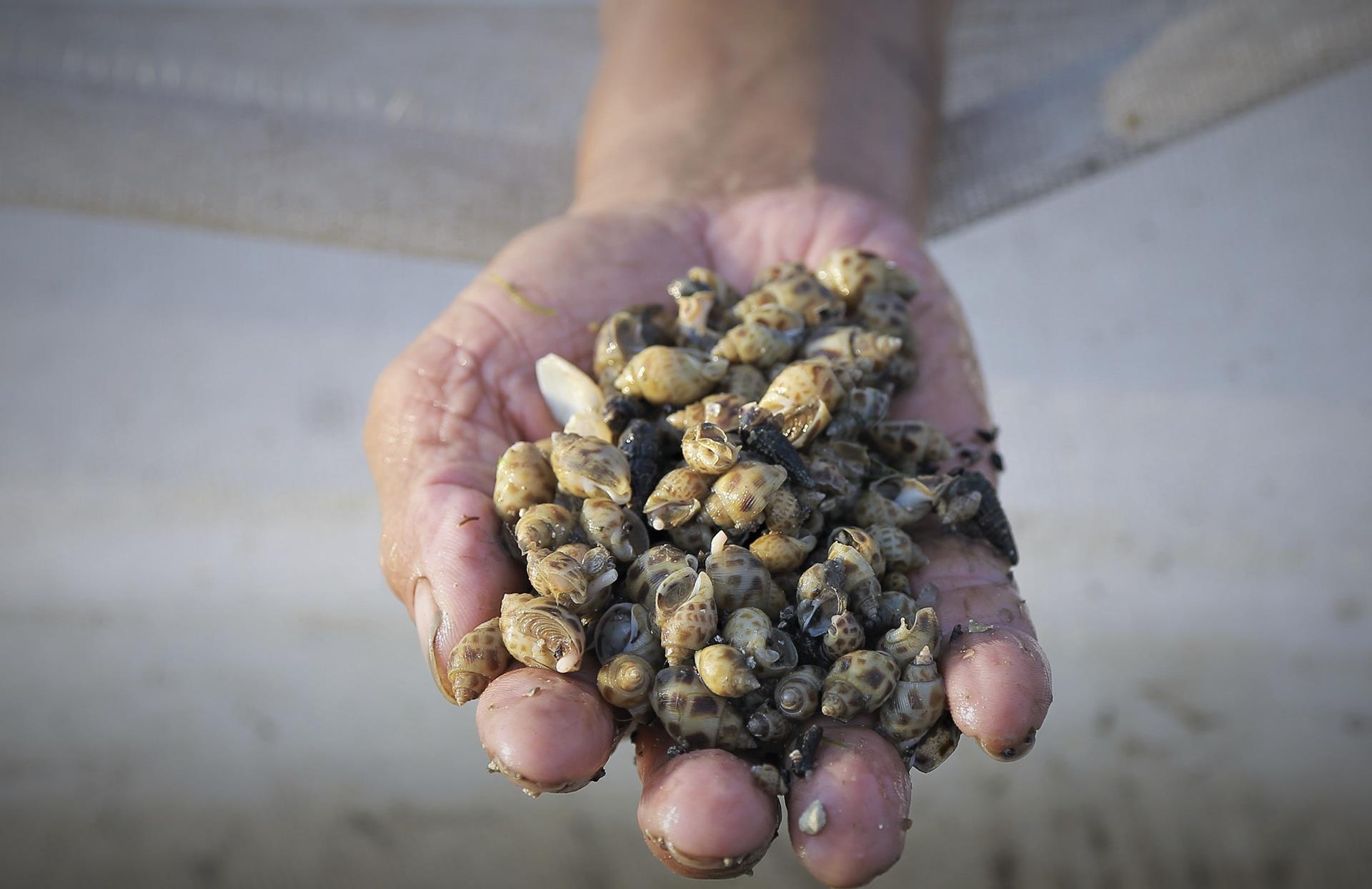 oc chet hang loat khong ro nguyen nhan anh 5