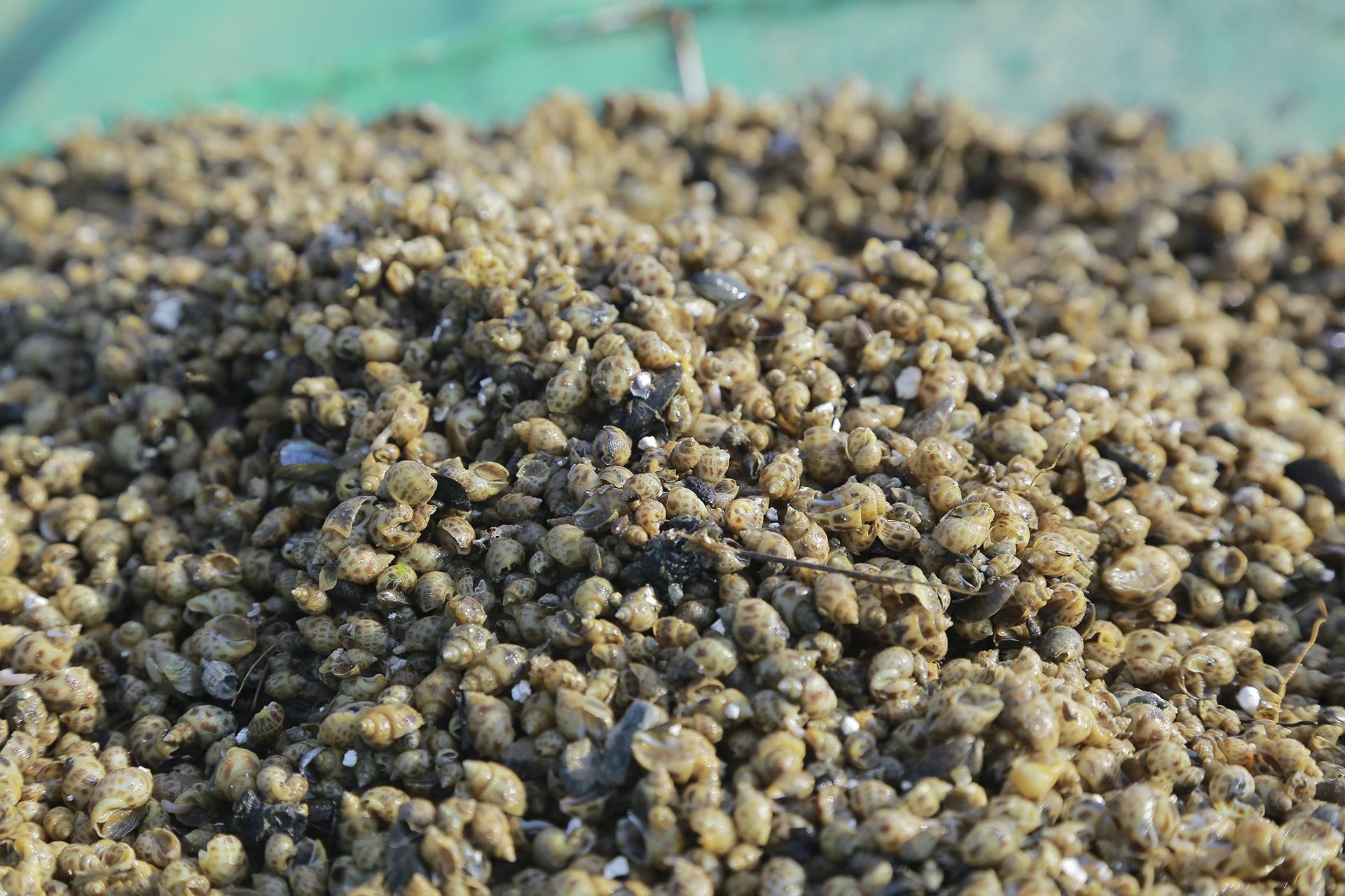 oc chet hang loat khong ro nguyen nhan anh 3