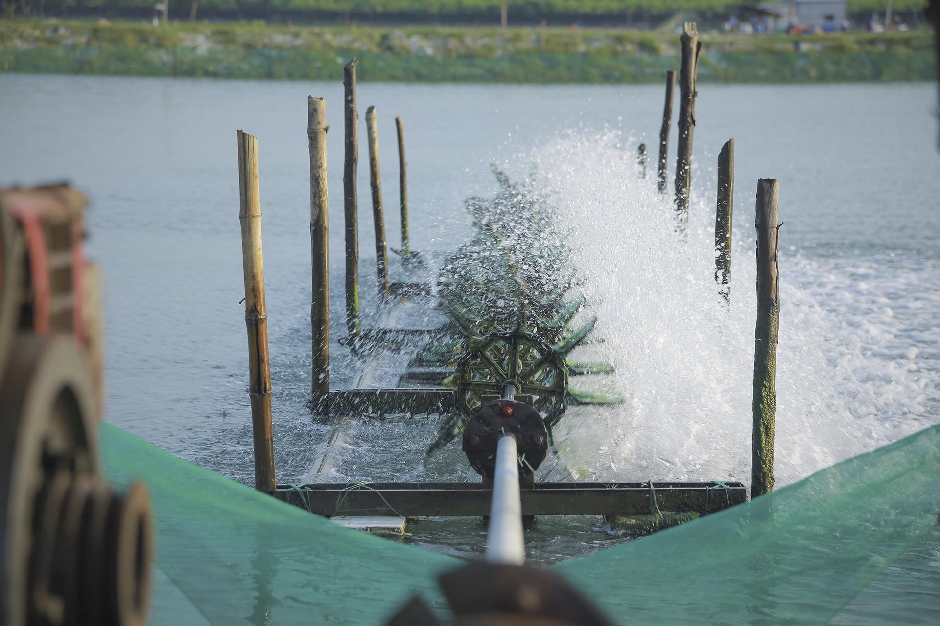 oc chet hang loat khong ro nguyen nhan anh 11